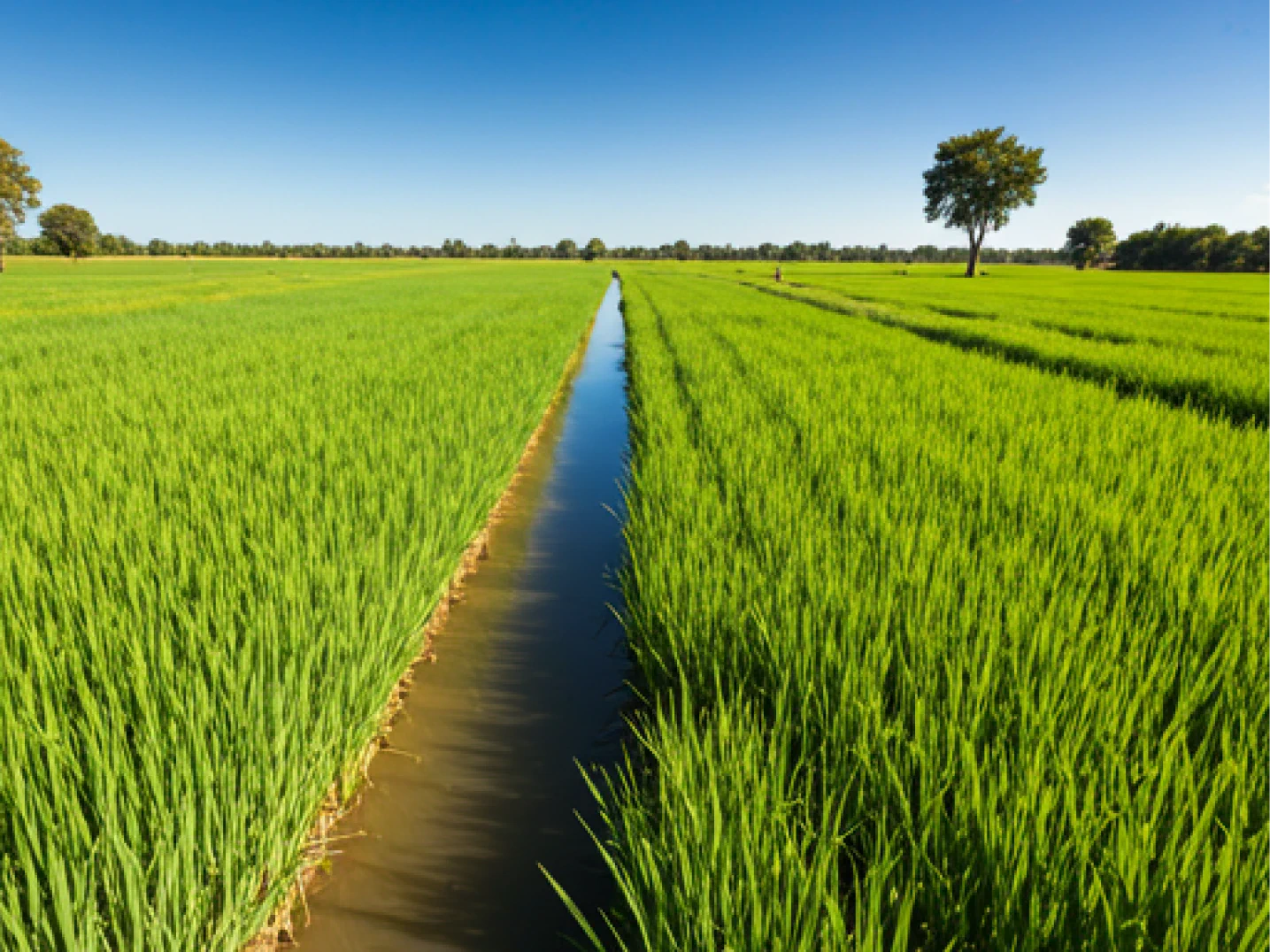 Green natural farm